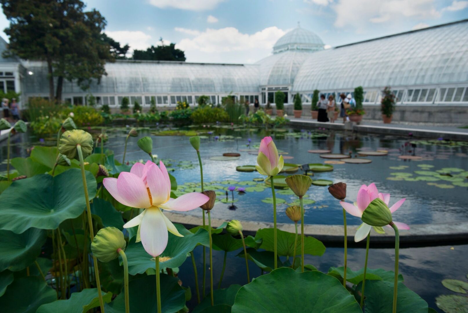 Pink lotus blossoms by reflecting pond